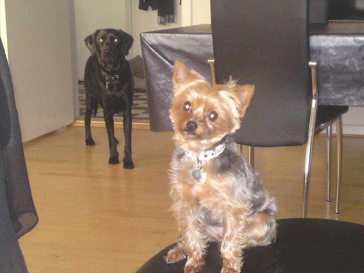 Yorkshire terrier Betsy - "Gaby gav op før mig, så mor fik et billede hvor jeg sidder alene på skamlen... Da Gaby så hørte at jeg fik en godbid var hun på vej tilbage for at være med"  billede 13