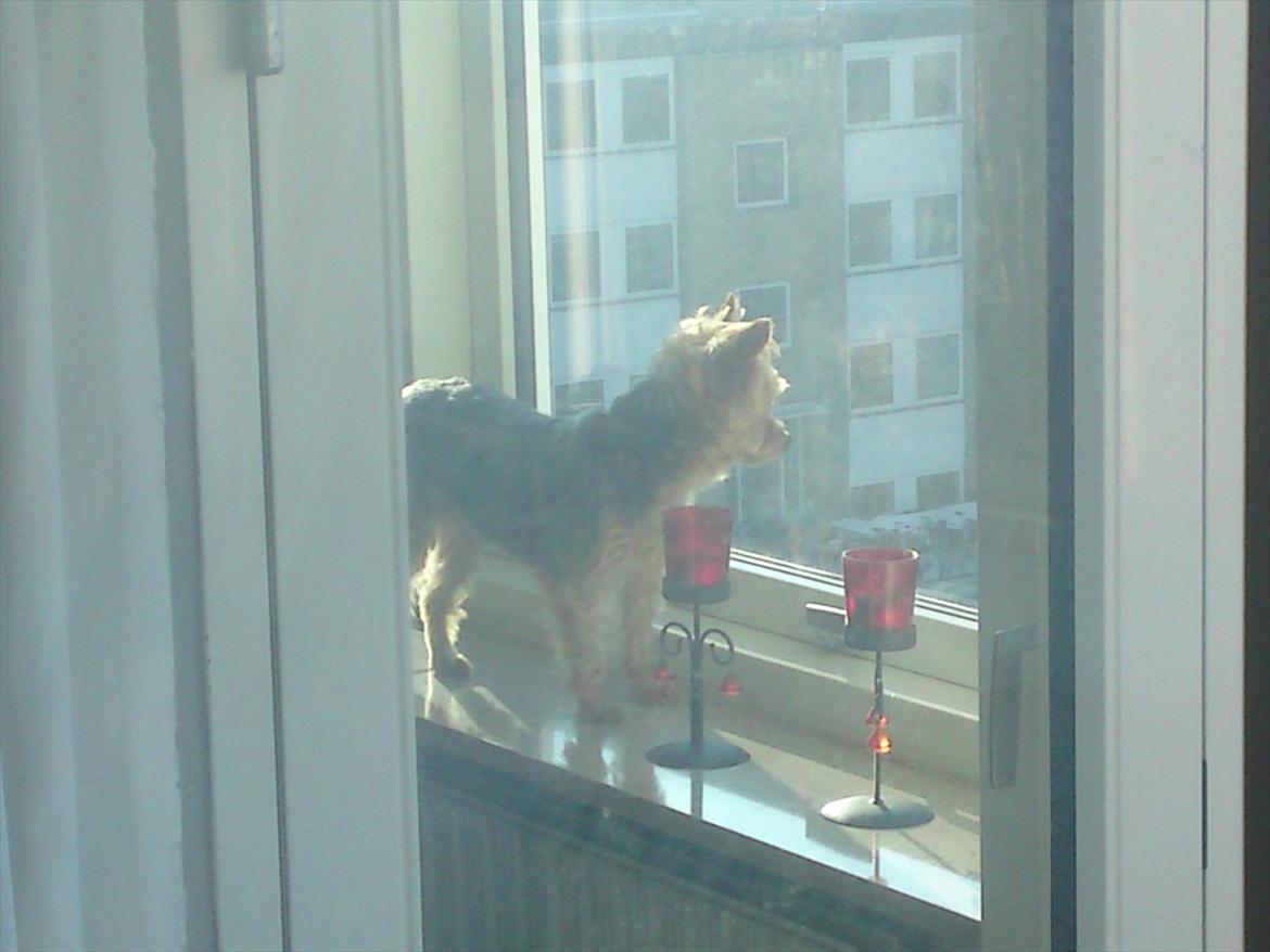 Yorkshire terrier Betsy - "Jeg kikker lige ldit ud af vinduet... Hvor er vi bare højt oppe. 4 sal. vildt"  billede 14