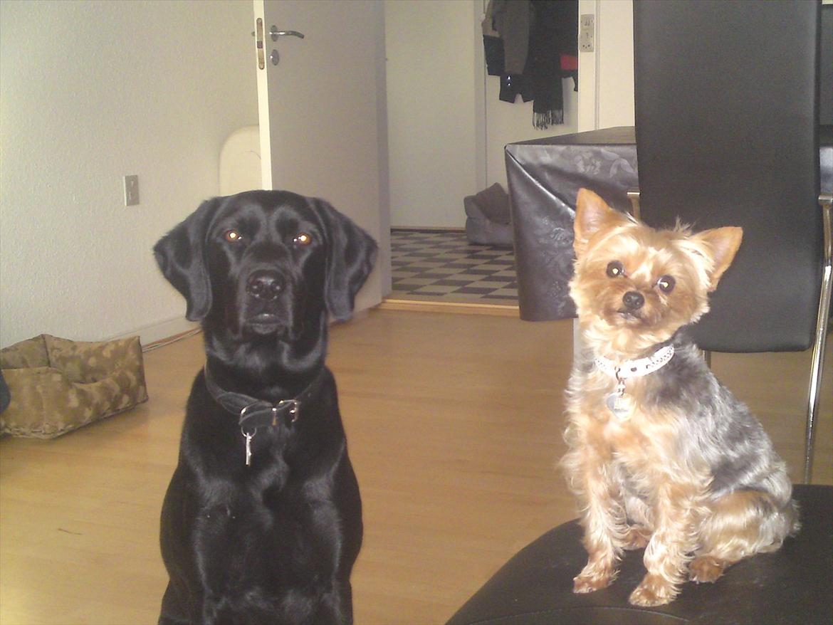 Blanding af racer Gaby - Gaby sammen med Betsy billede 10