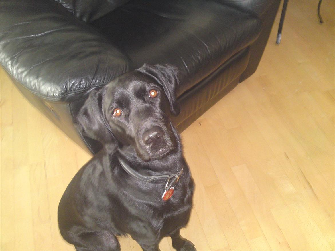 Blanding af racer Gaby - Gaby og mor øver kontakt :)  billede 11