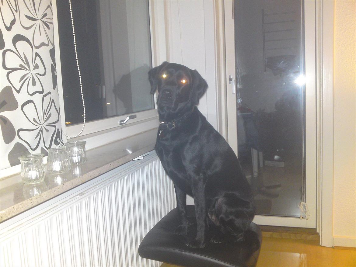 Blanding af racer Gaby - "Jeg kikker lige lidt ud af vinduet mor"  billede 12