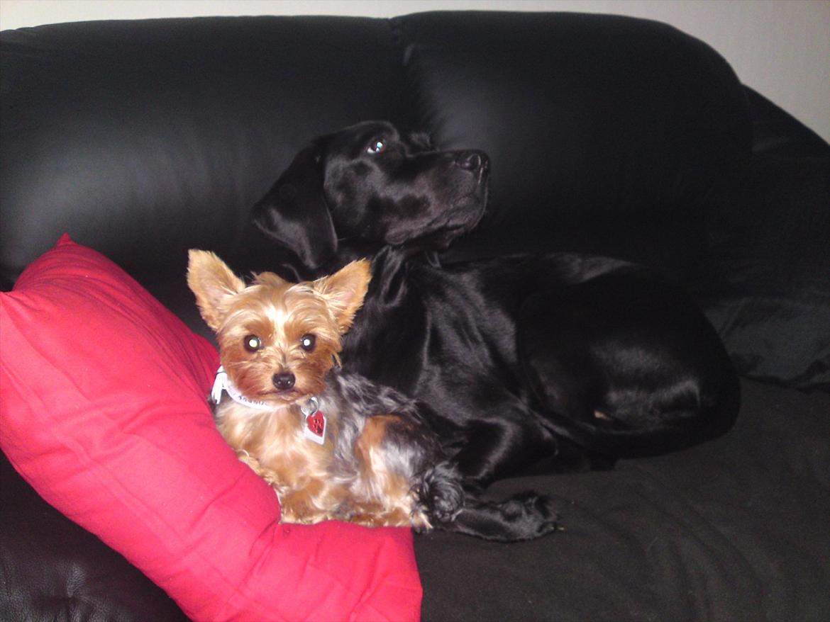 Blanding af racer Gaby - Gaby og Betsy putter.. Det bedste jeg har af mine dejlige tøser sammen :)  billede 13