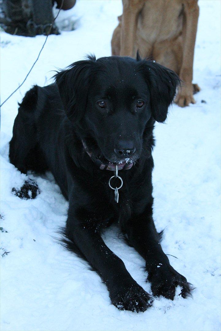 Blanding af racer Trunte billede 6