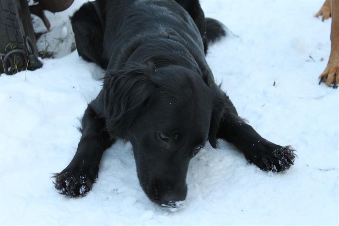 Blanding af racer Trunte - Mit sne! du får det ikke! :) billede 7