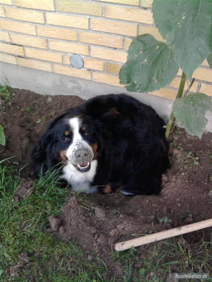 Berner sennenhund Euro Kensens Edna billede 16