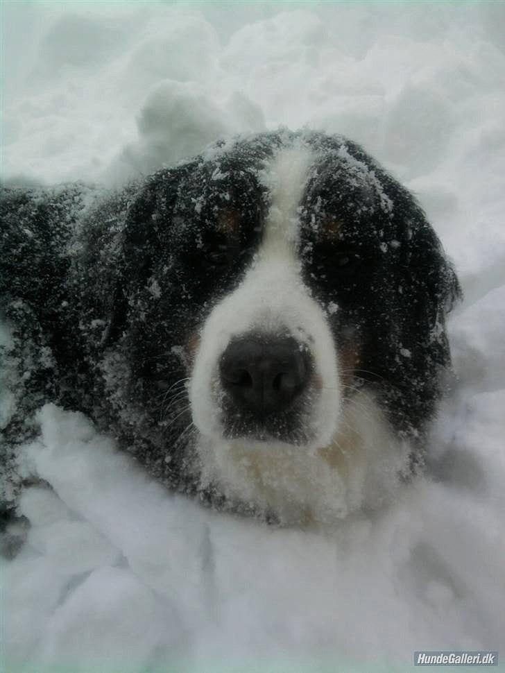 Berner sennenhund Euro Kensens Edna billede 17