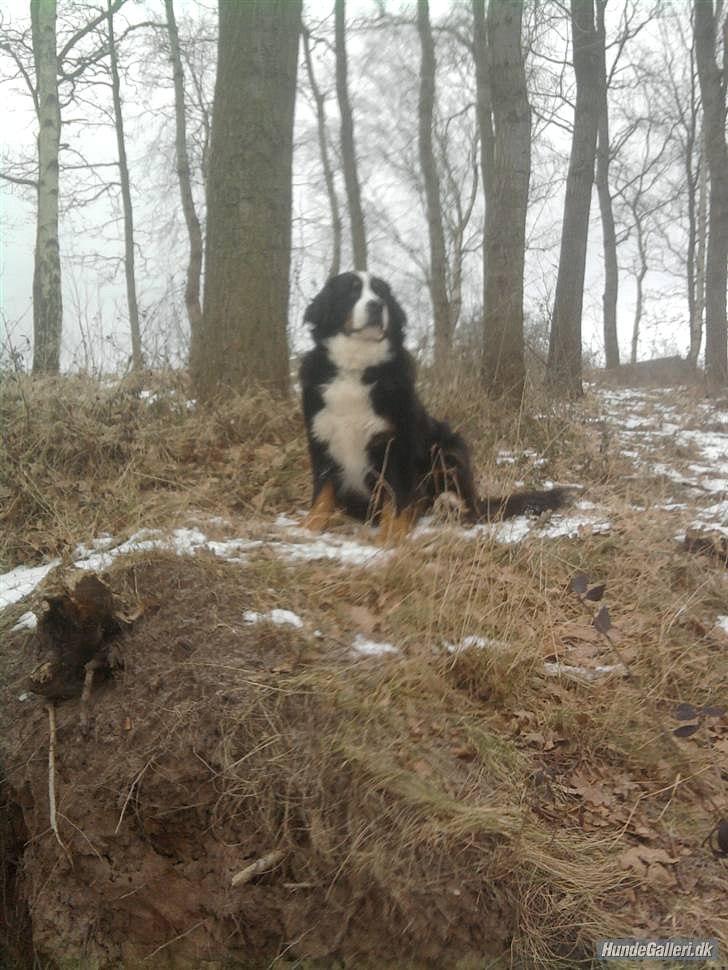 Berner sennenhund Euro Kensens Edna billede 18