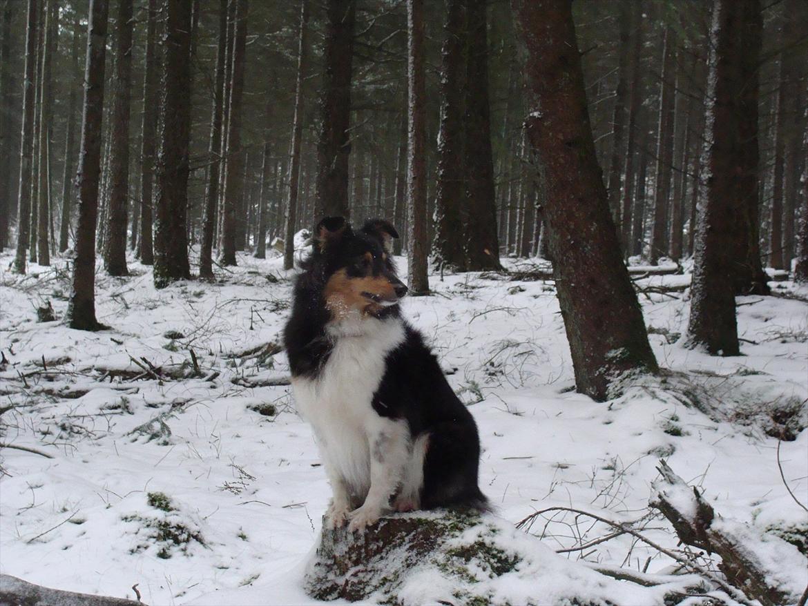 Shetland sheepdog bimmer malou (kida ) - 2012 billede 5
