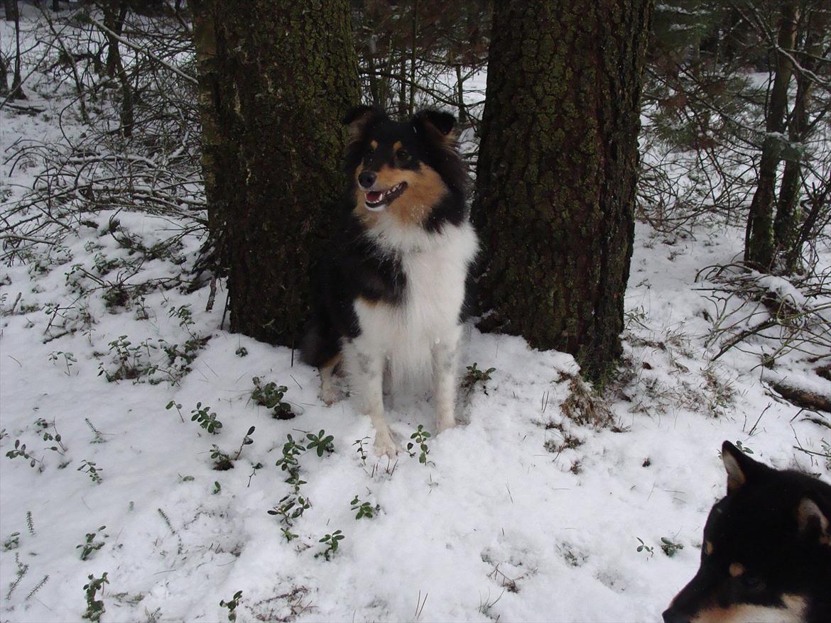 Shetland sheepdog bimmer malou (kida ) - 2012 billede 4