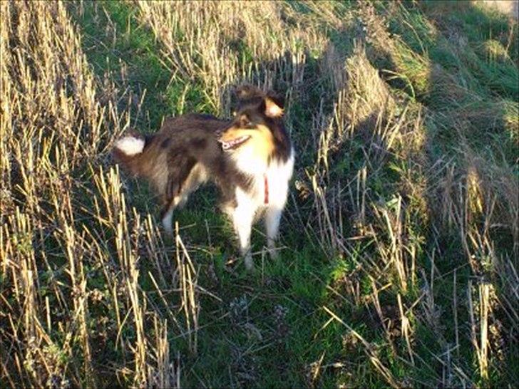 Shetland sheepdog bimmer malou (kida ) - ude på stupmarken :) billede 10