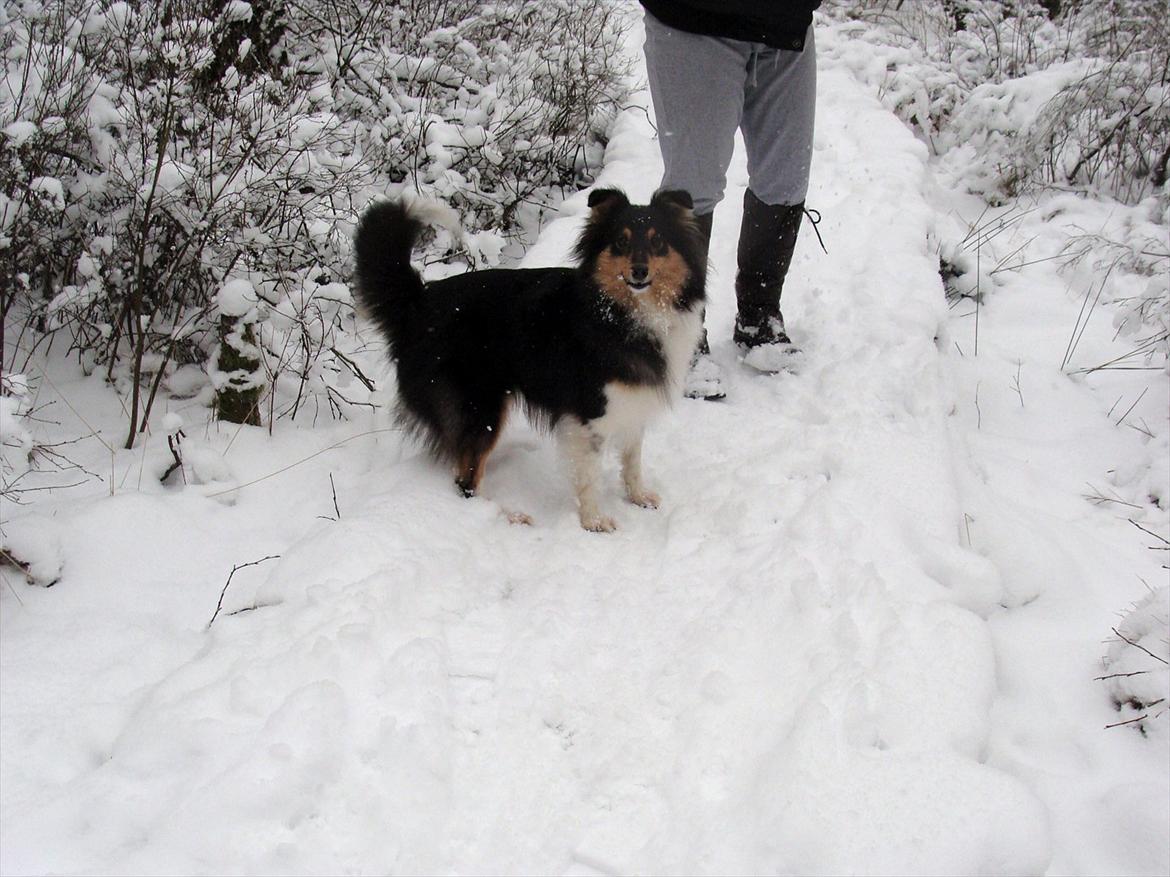 Shetland sheepdog bimmer malou (kida ) - vidteren 2012 billede 2