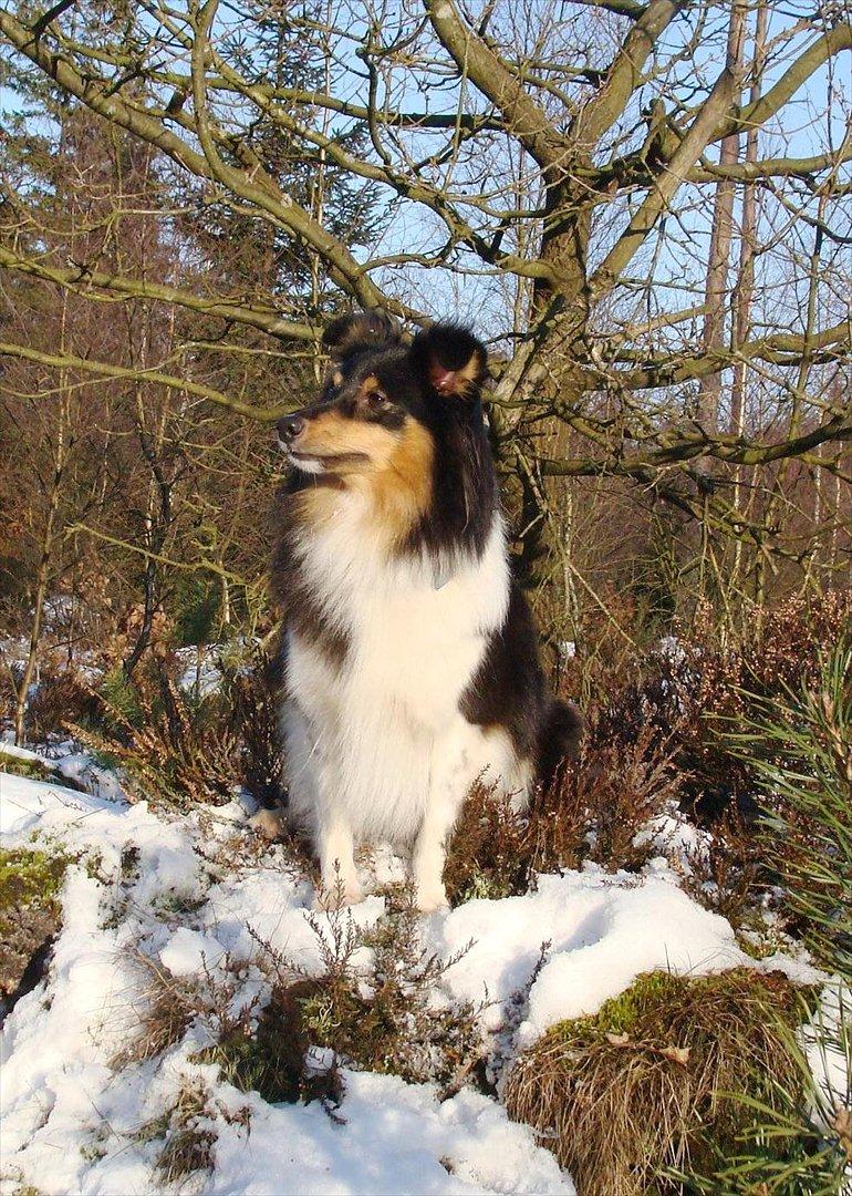 Shetland sheepdog bimmer malou (kida ) - kida i sneen  billede 1