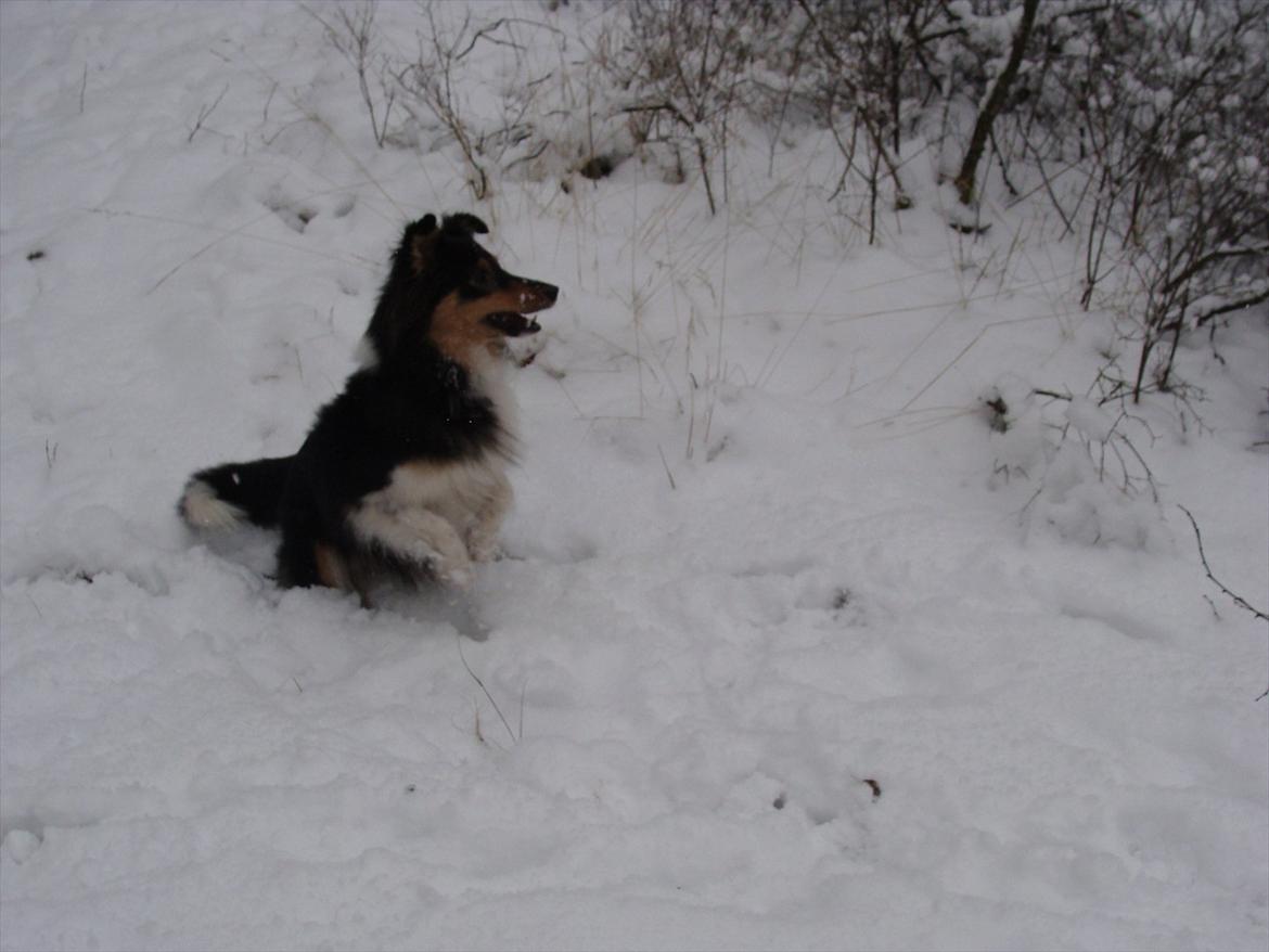 Shetland sheepdog bimmer malou (kida ) - 2012 billede 3