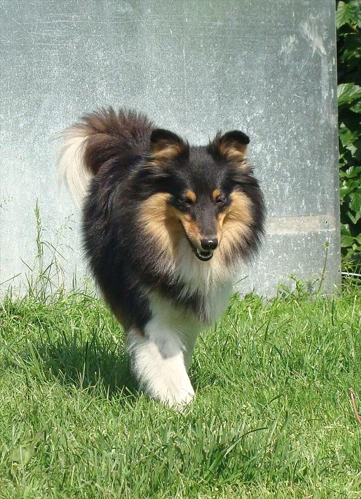 Shetland sheepdog bimmer malou (kida ) - sommeren 2011 billede 13