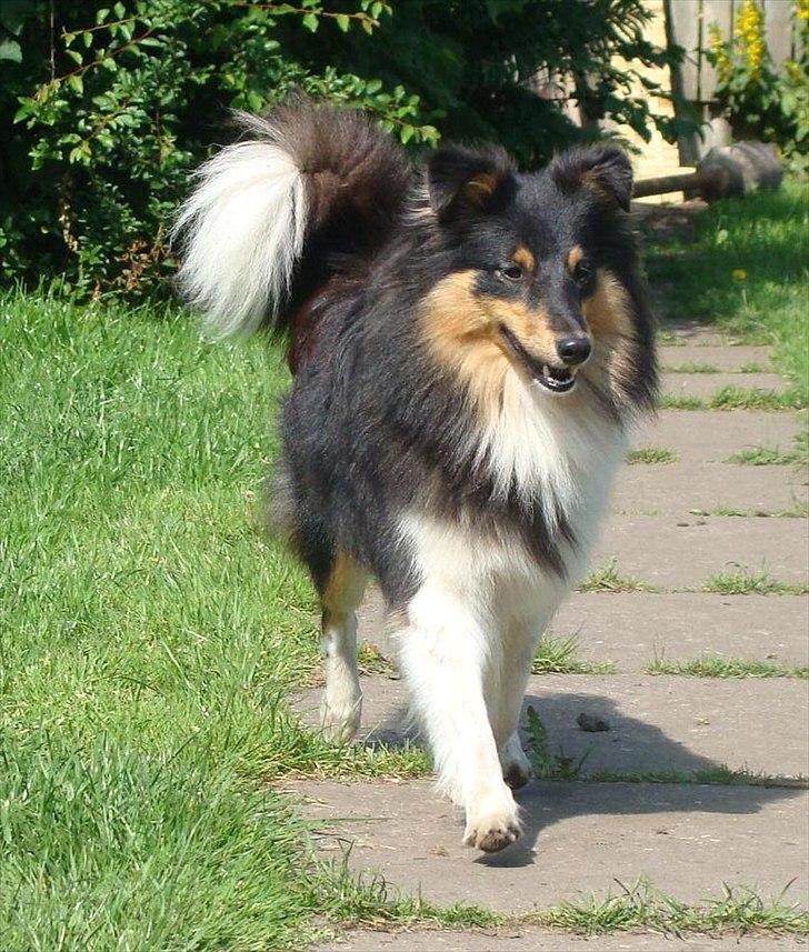 Shetland sheepdog bimmer malou (kida ) - 2011 billede 14