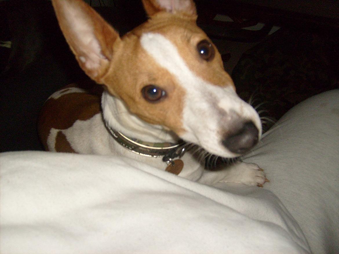 Jack russell terrier Zippo (forsvundet) - Hey mutter! billede 13