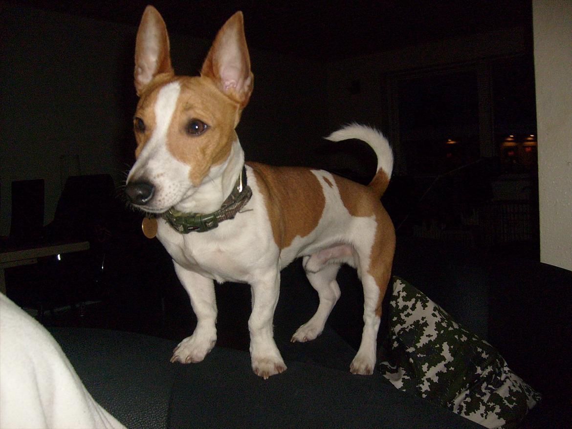 Jack russell terrier Zippo (forsvundet) - Ja der er jo ingen bjerge jeg kan bestige, så jeg nøjes med stolene ;) billede 14