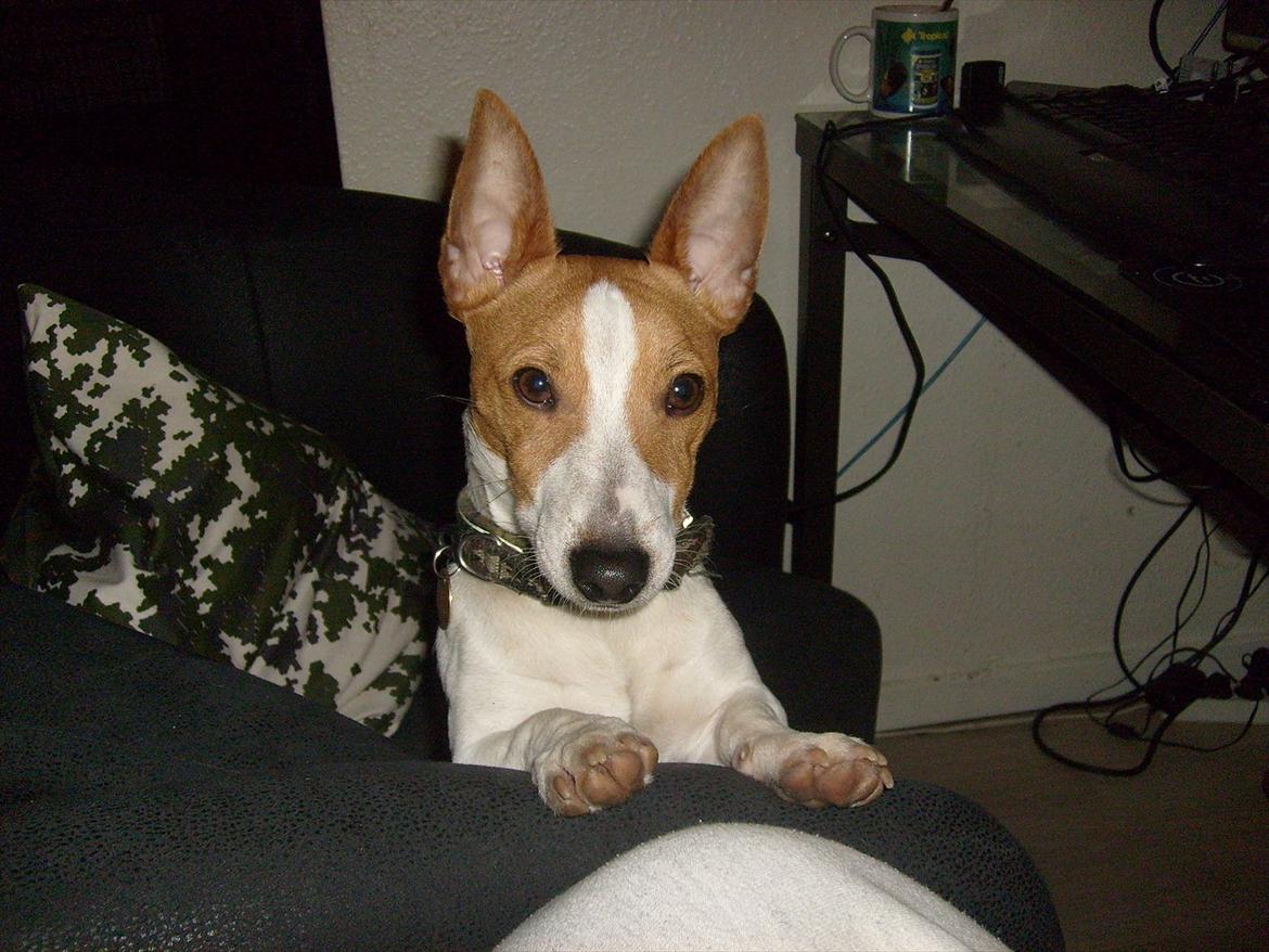 Jack russell terrier Zippo (forsvundet) - How are you doing? ;) billede 15