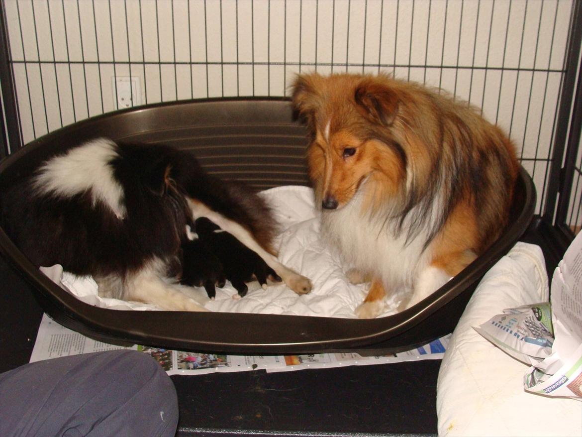 Shetland sheepdog bimmer malou (kida ) - kida med sine hvalpe, og far sider og holder øje om det er godt nok. 2011 billede 15