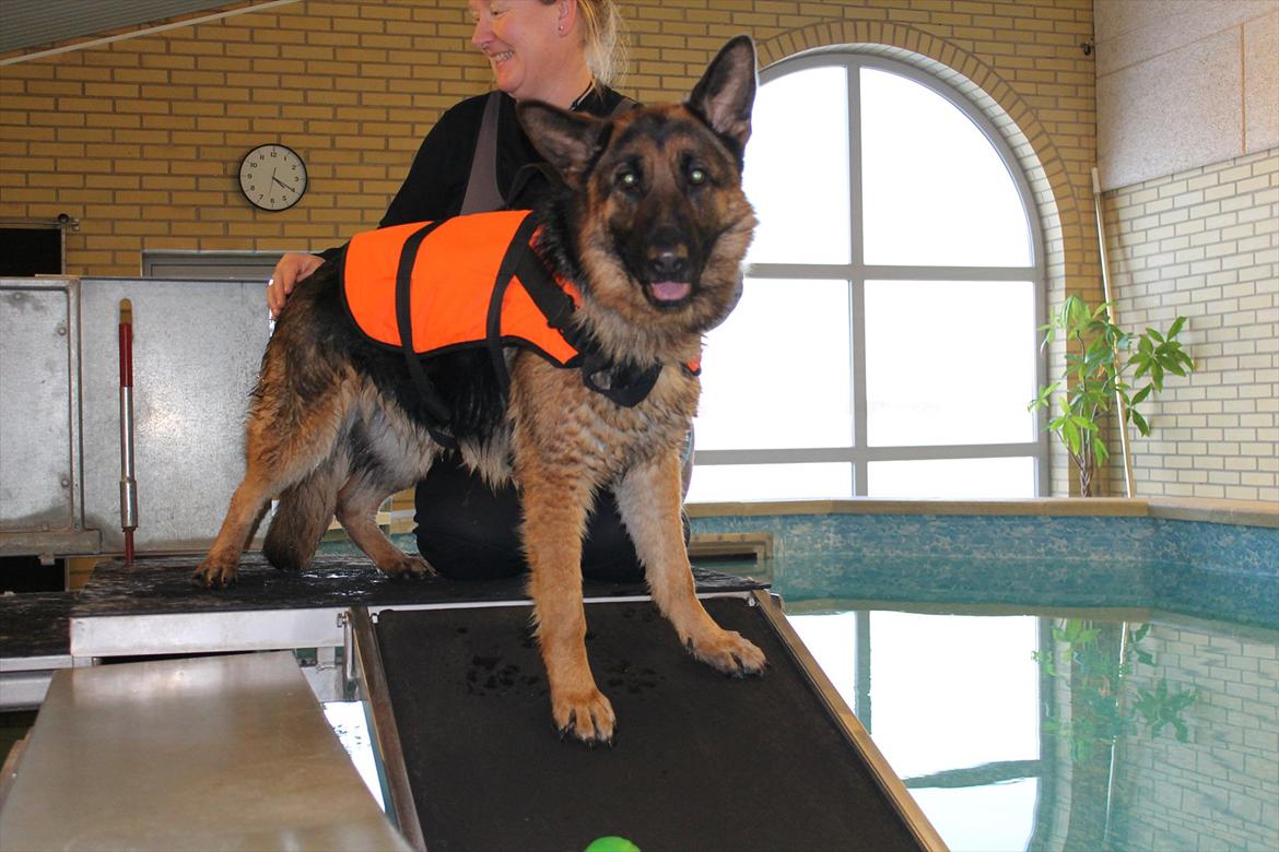 Schæferhund Kiamis Fahra (Mor´s hund) - Fahra i svømmehal for første gang.:)  billede 1