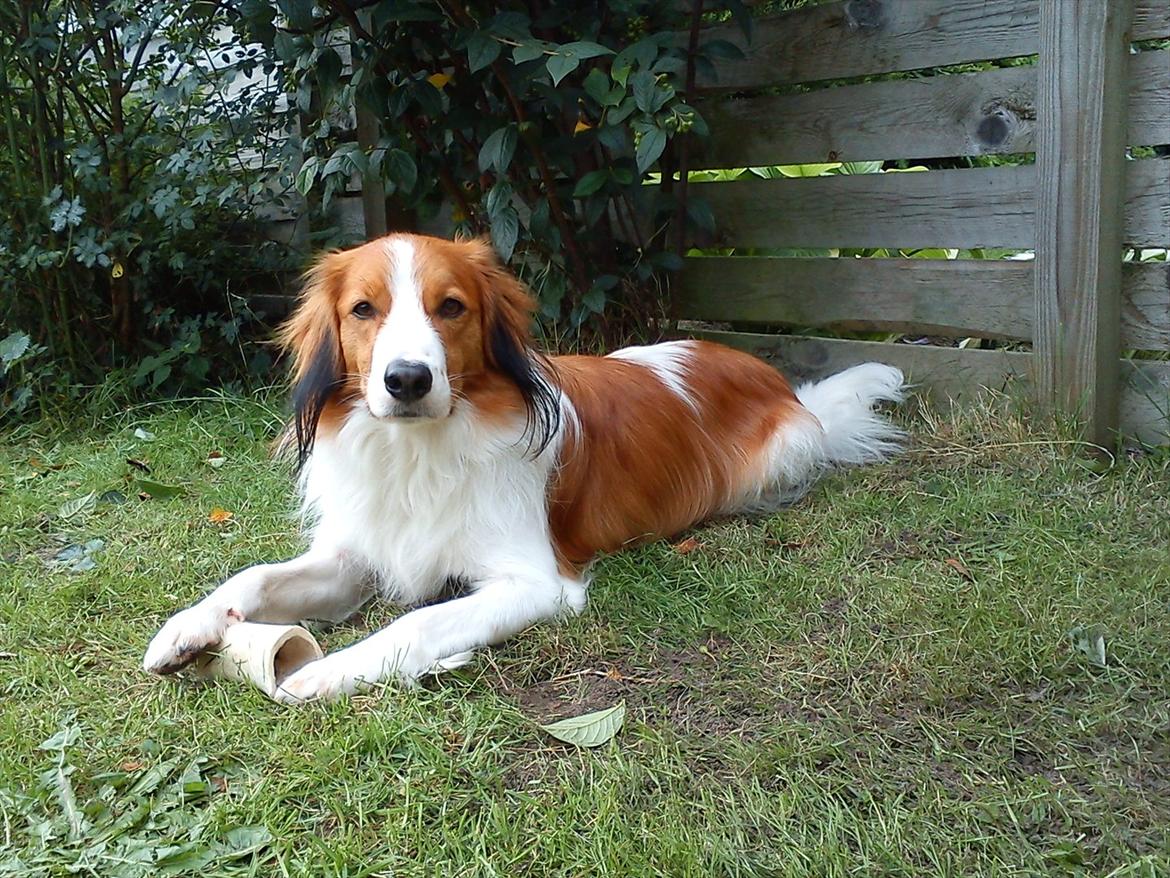 Kooikerhondje Vitovani's Camino D'Belox - I haven. billede 1