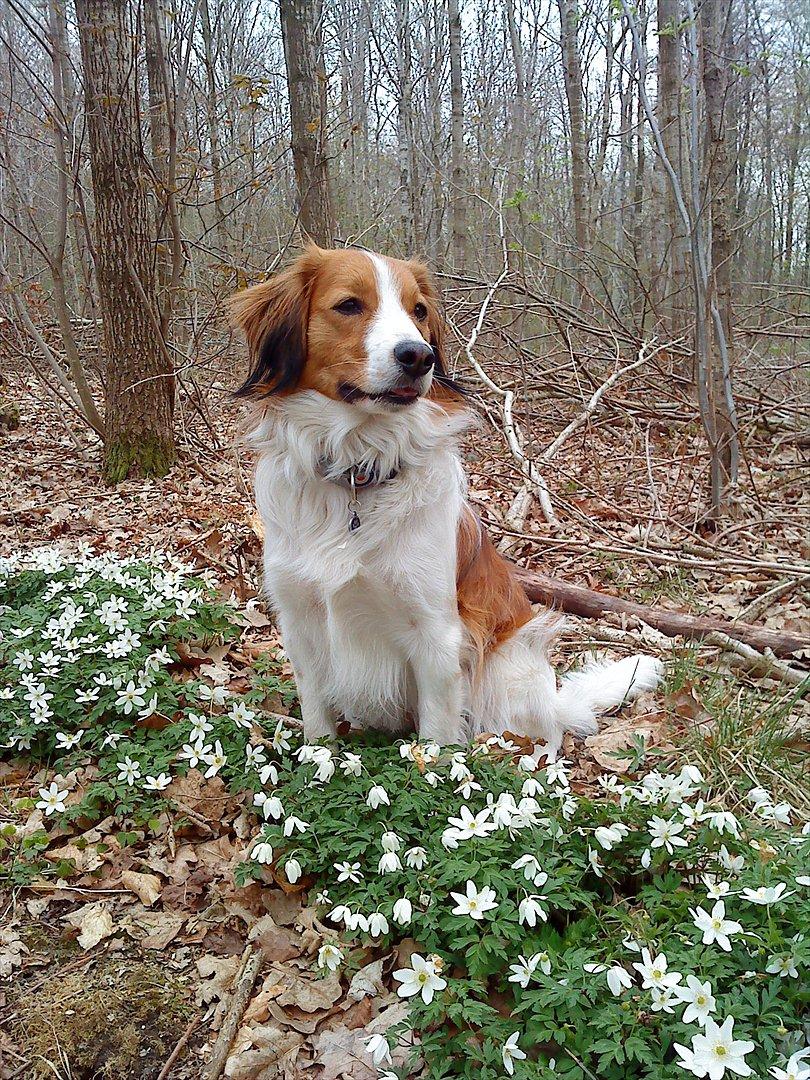Kooikerhondje Vitovani's Camino D'Belox billede 2