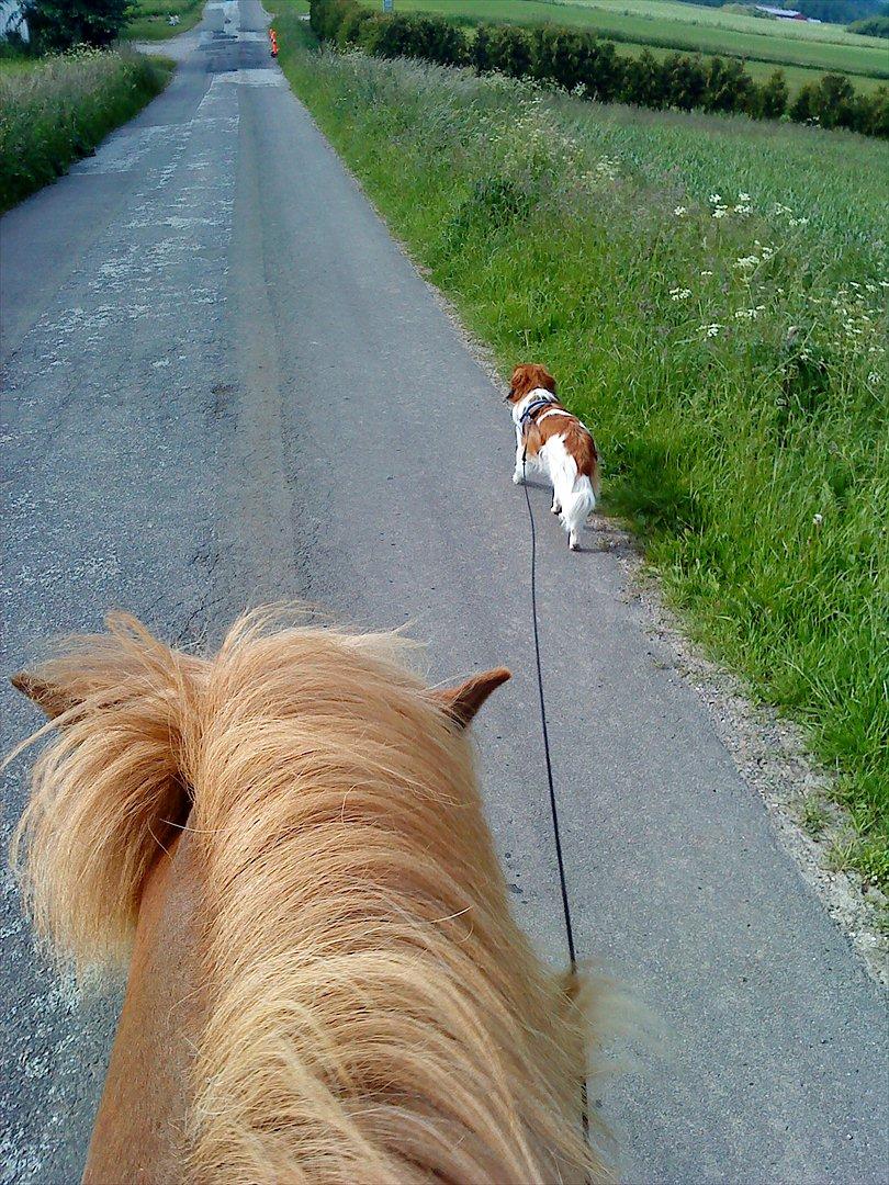 Kooikerhondje Vitovani's Camino D'Belox - Cashew er tit med ude og ride tur med min islænder Litla. billede 3