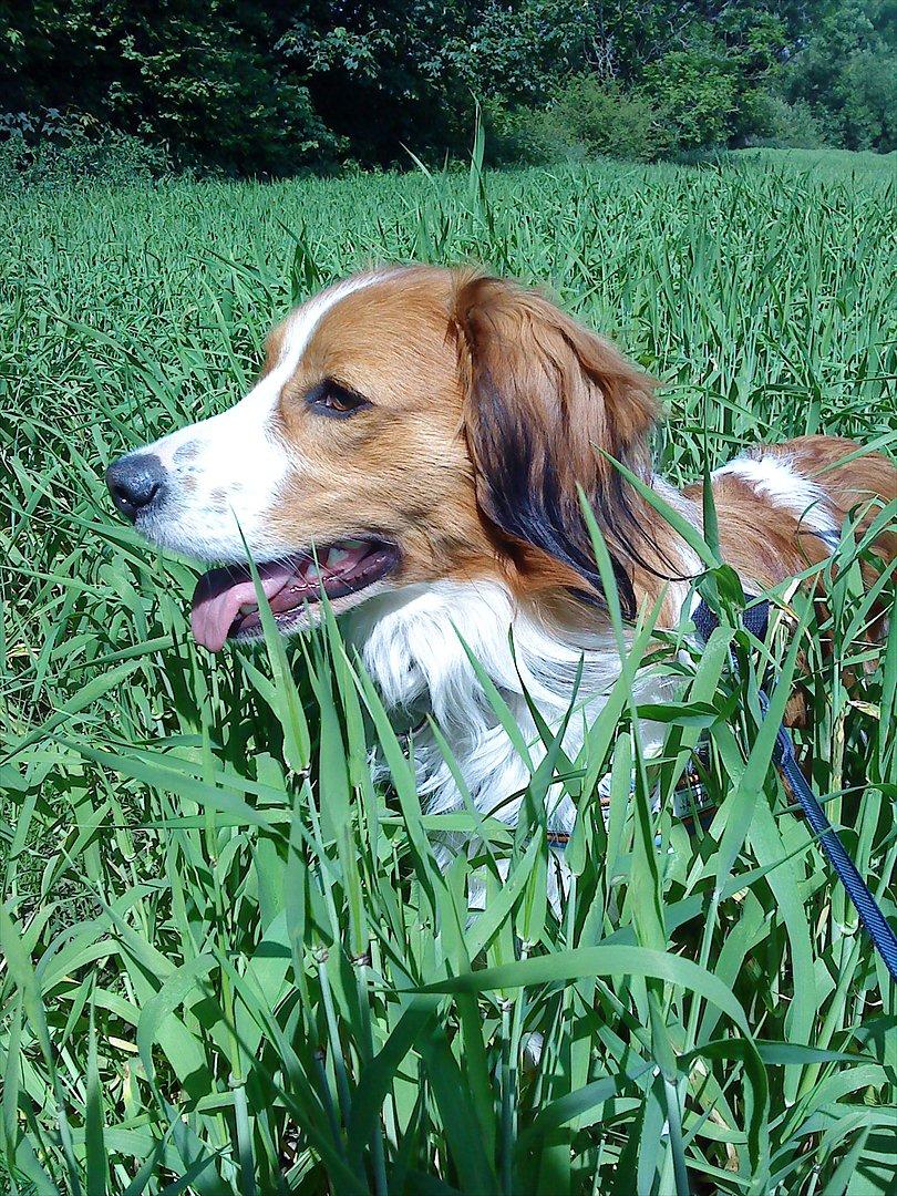 Kooikerhondje Vitovani's Camino D'Belox billede 4