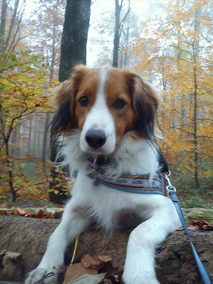 Kooikerhondje Vitovani's Camino D'Belox billede 6