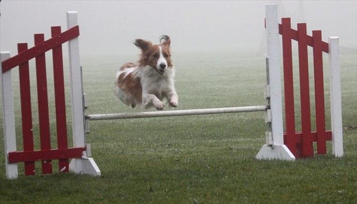 Kooikerhondje Vitovani's Camino D'Belox billede 7