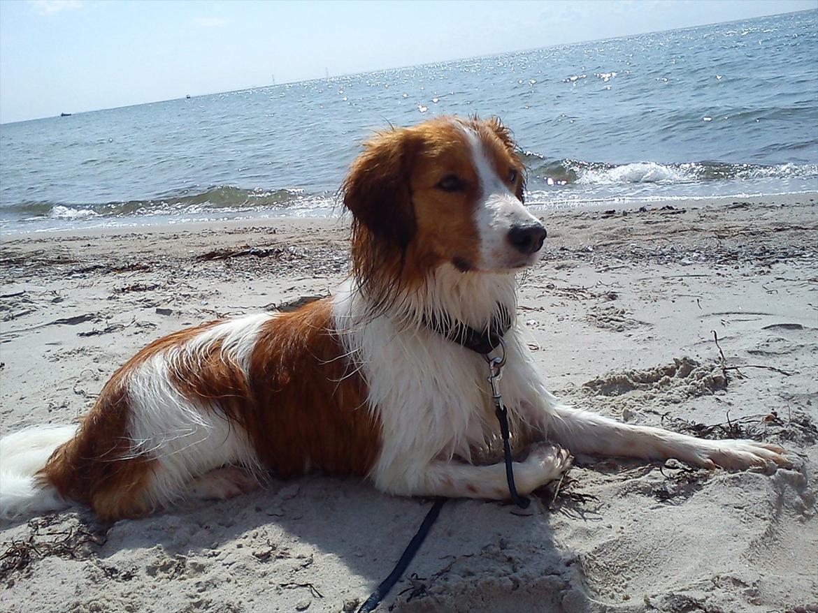 Kooikerhondje Vitovani's Camino D'Belox - En dejlig sommerdag. billede 8