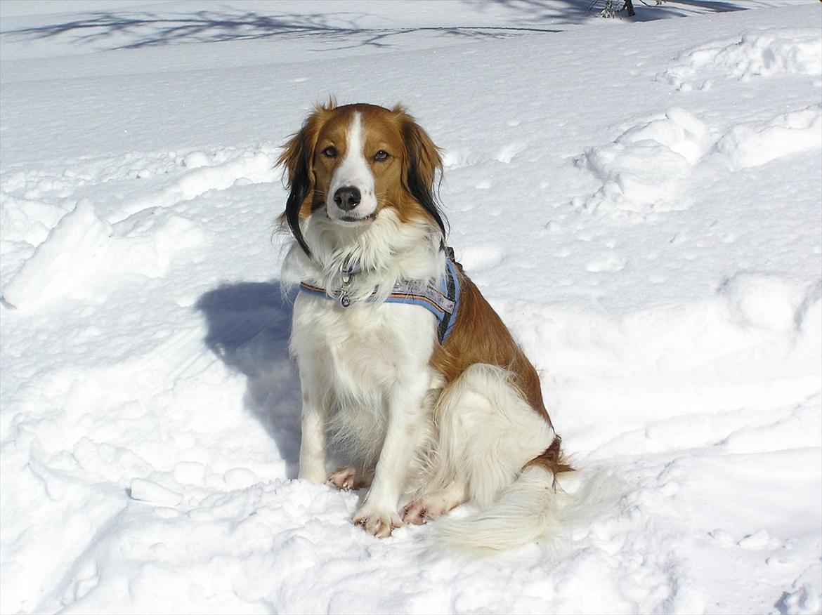 Kooikerhondje Vitovani's Camino D'Belox - Med familien på skiferie:) billede 9