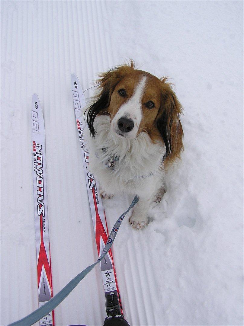 Kooikerhondje Vitovani's Camino D'Belox billede 10