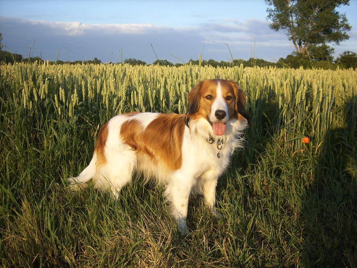 Kooikerhondje Vitovani's Camino D'Belox billede 11