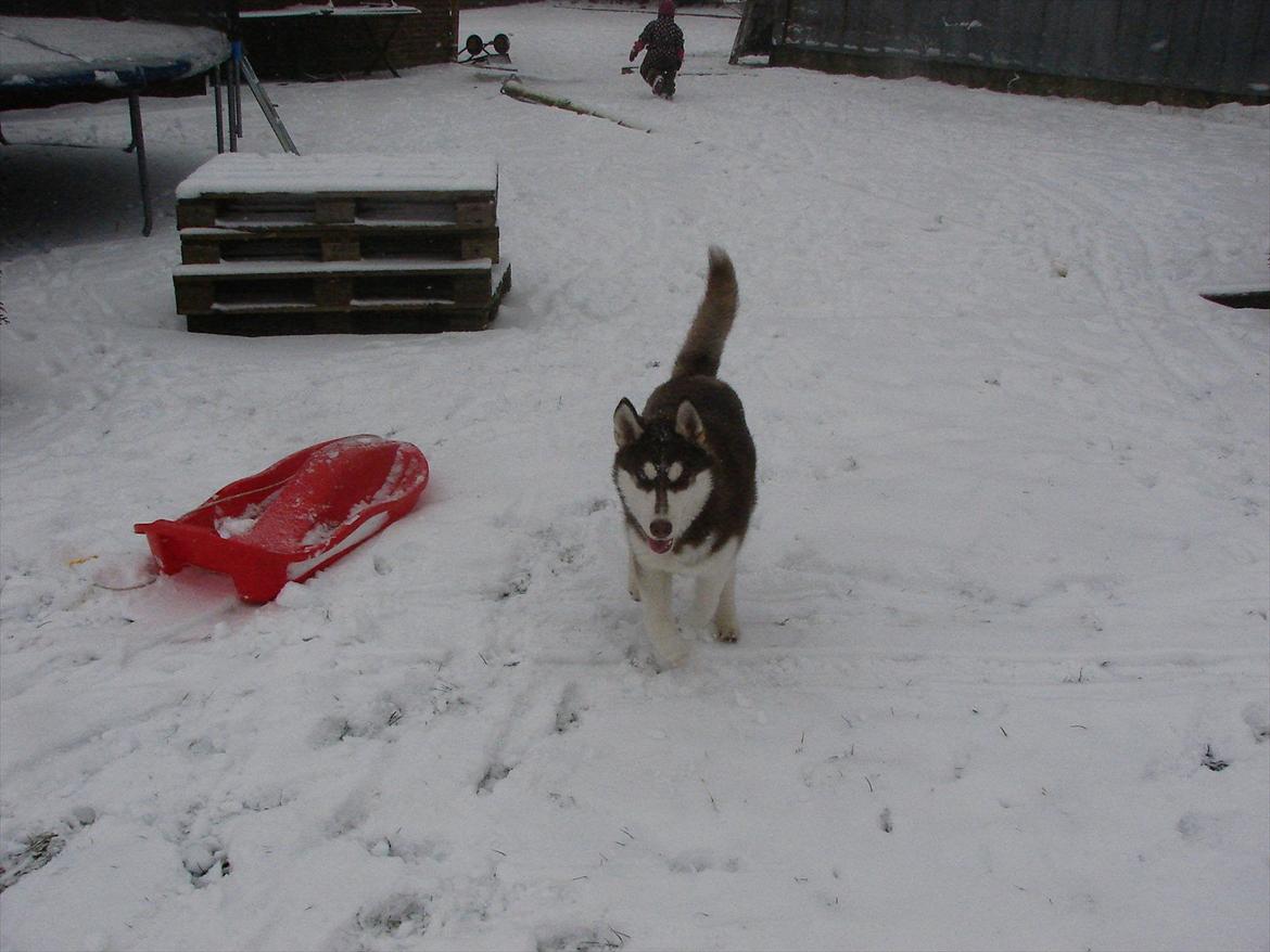 Siberian husky Ziska billede 10