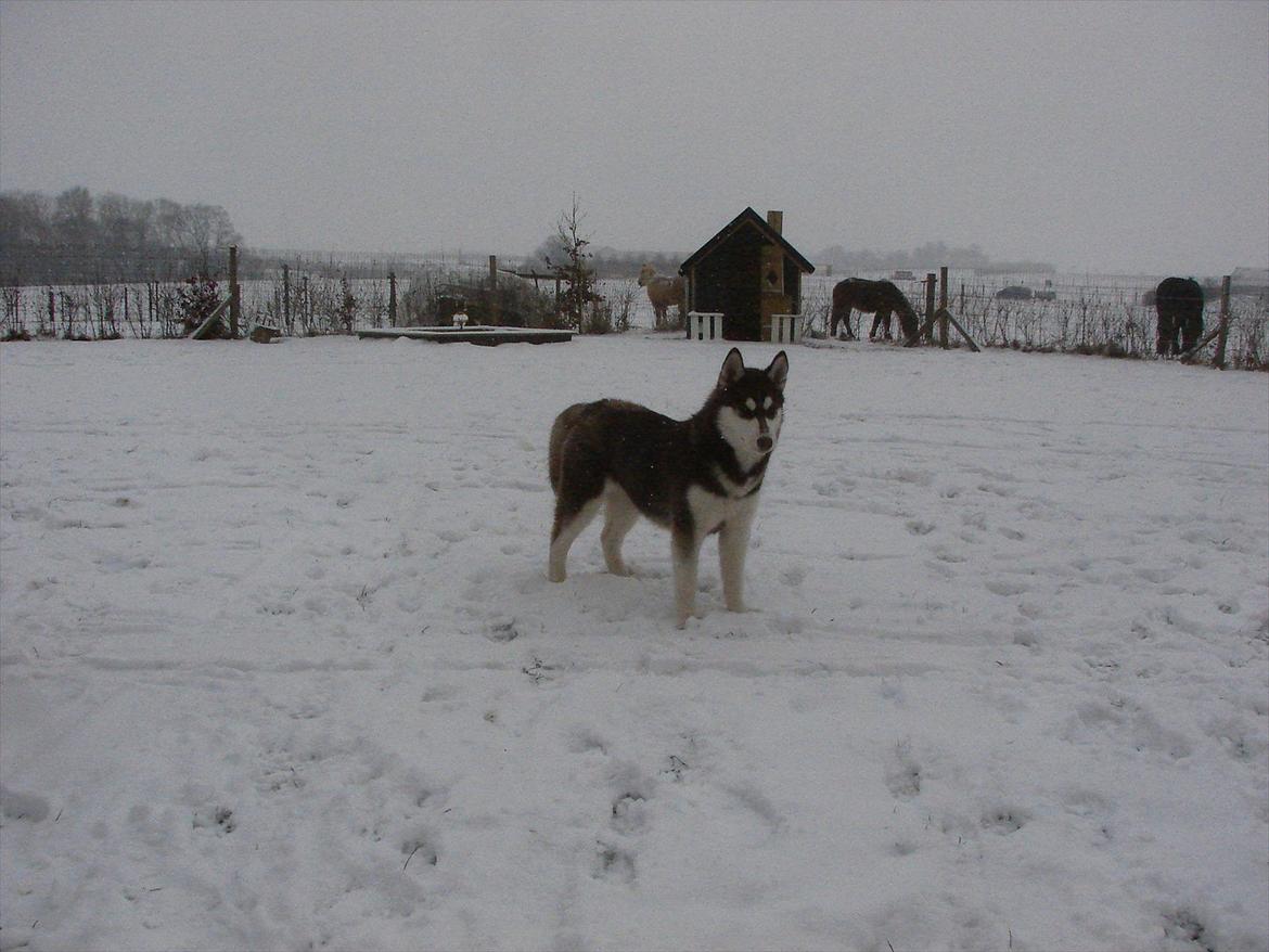 Siberian husky Ziska billede 11