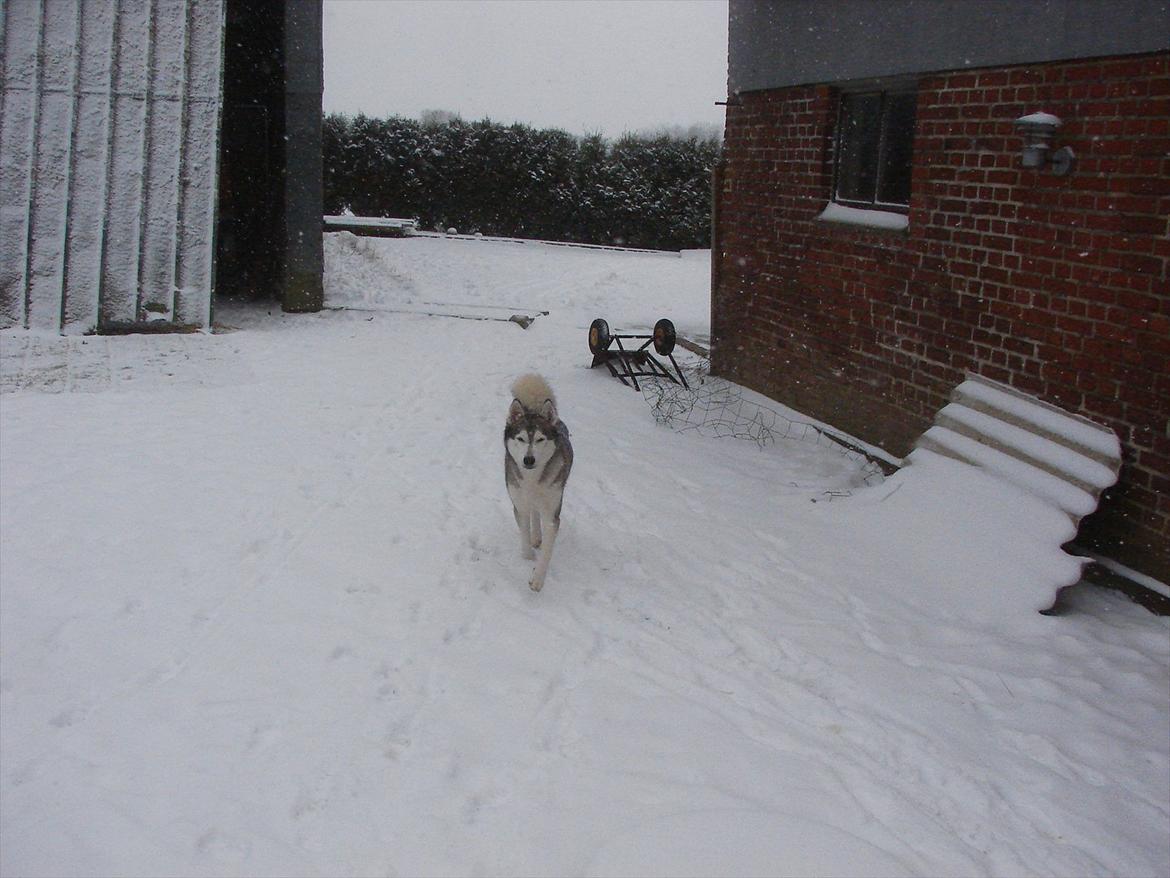 Siberian husky Ziggi billede 11