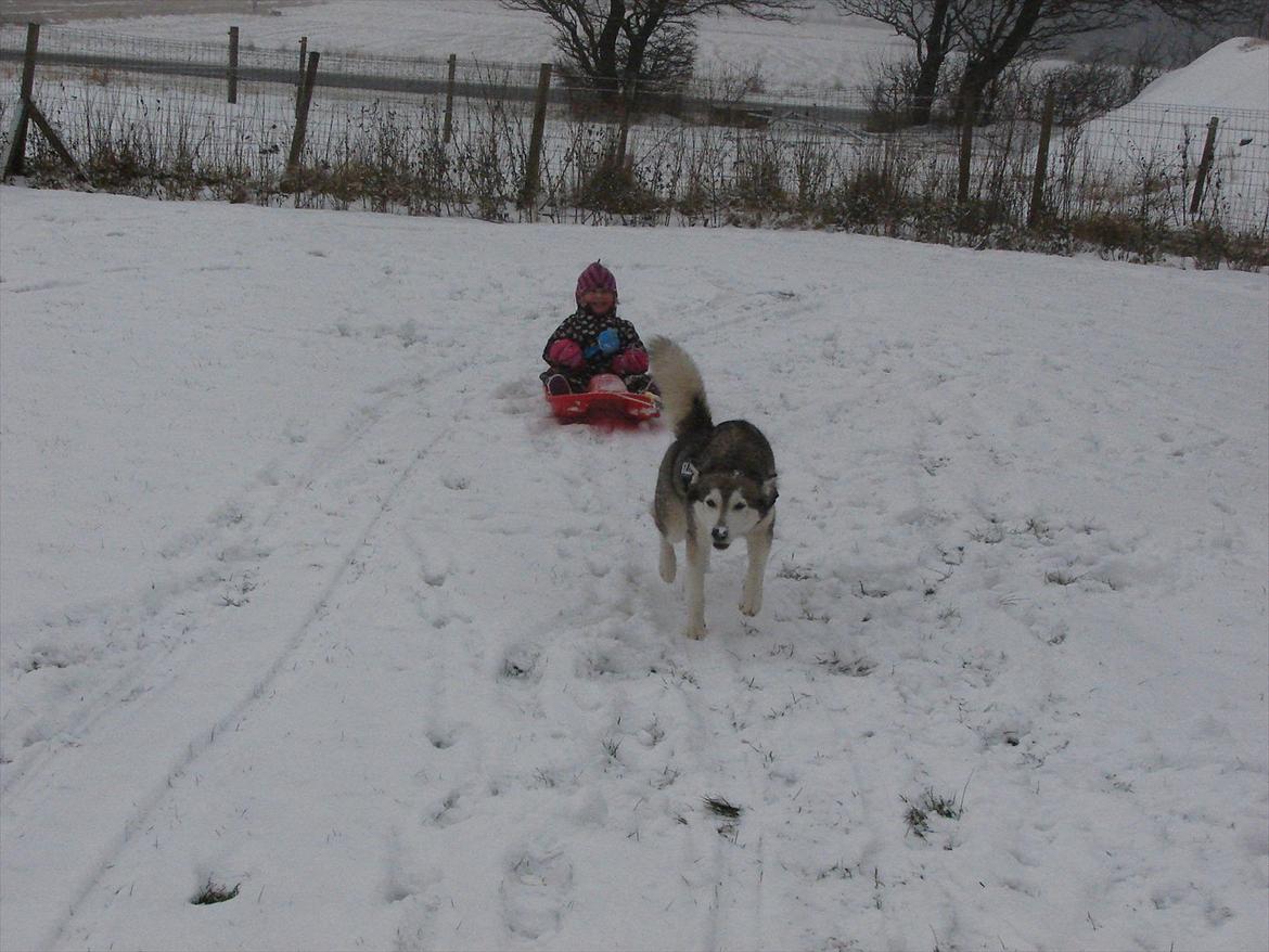 Siberian husky Ziggi billede 12