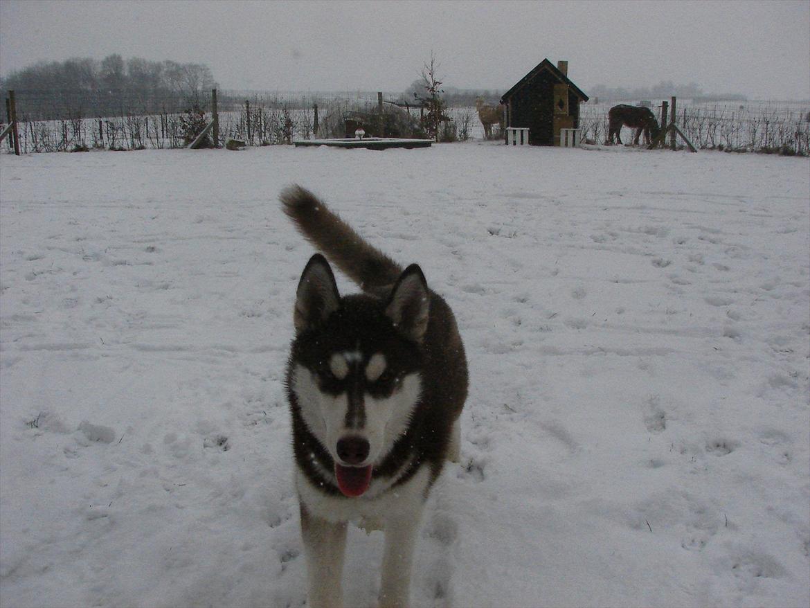 Siberian husky Ziska billede 12