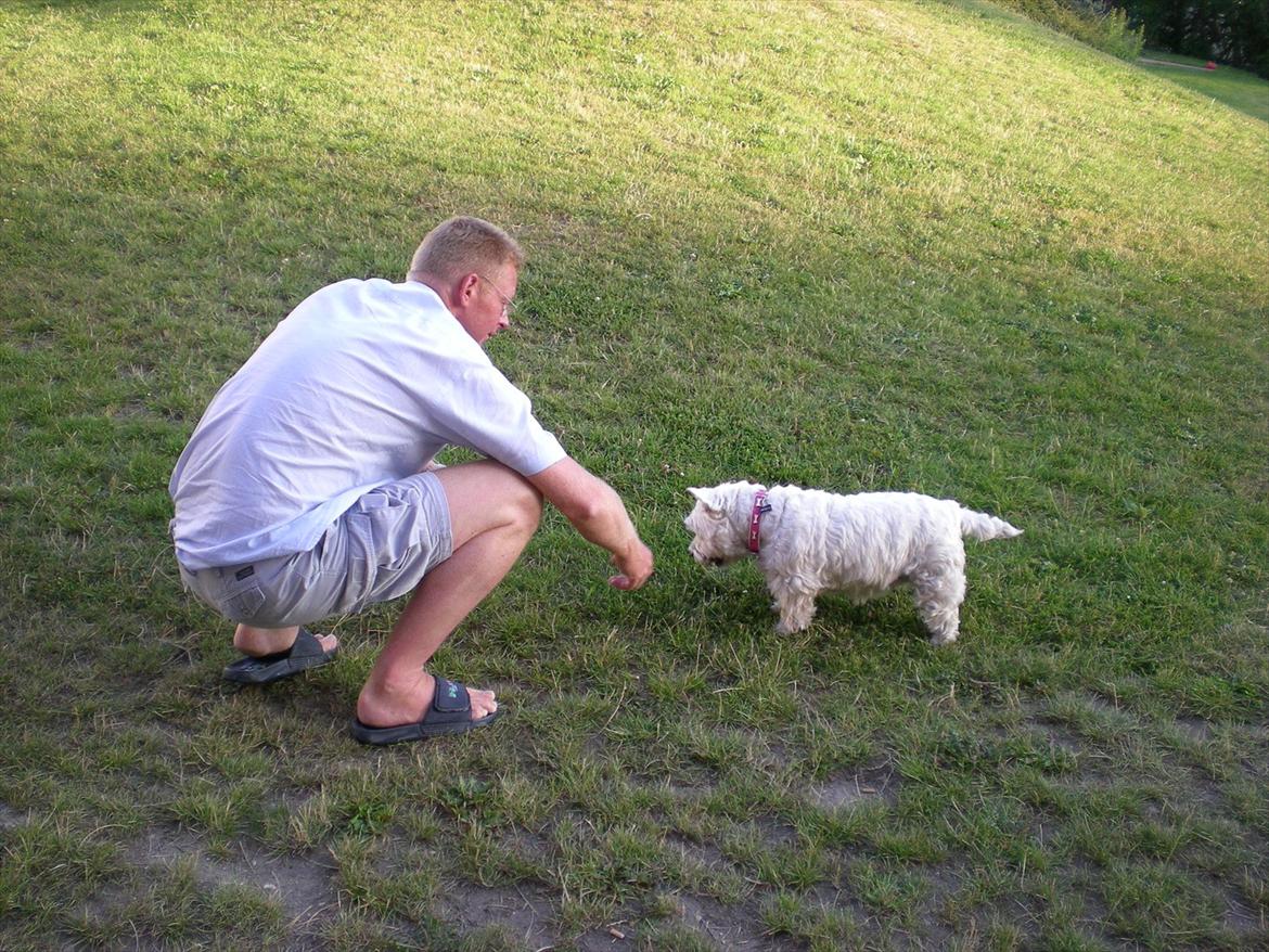 West highland white terrier Molly billede 10