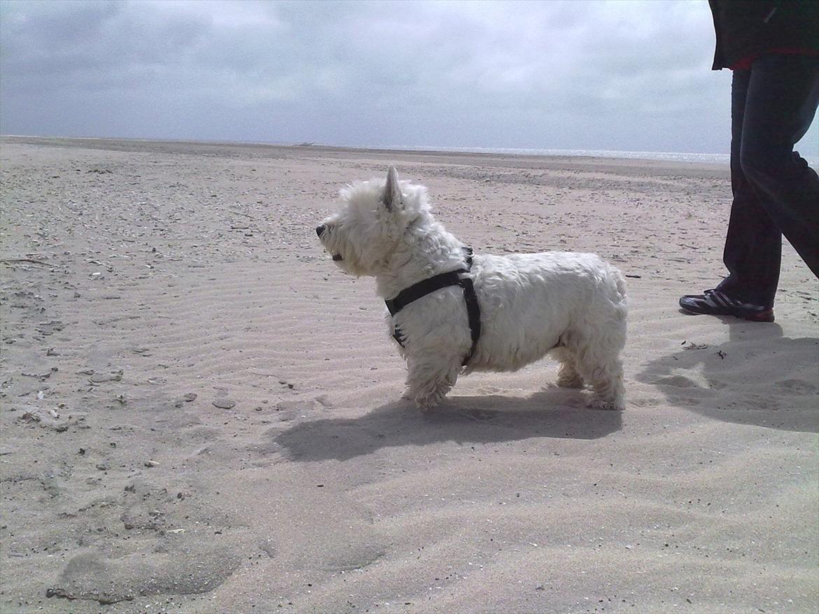 West highland white terrier Molly billede 11