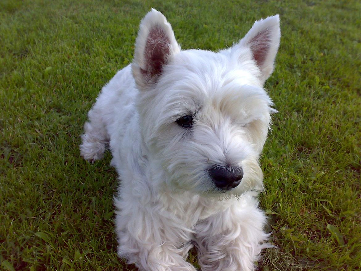 West highland white terrier Molly billede 14