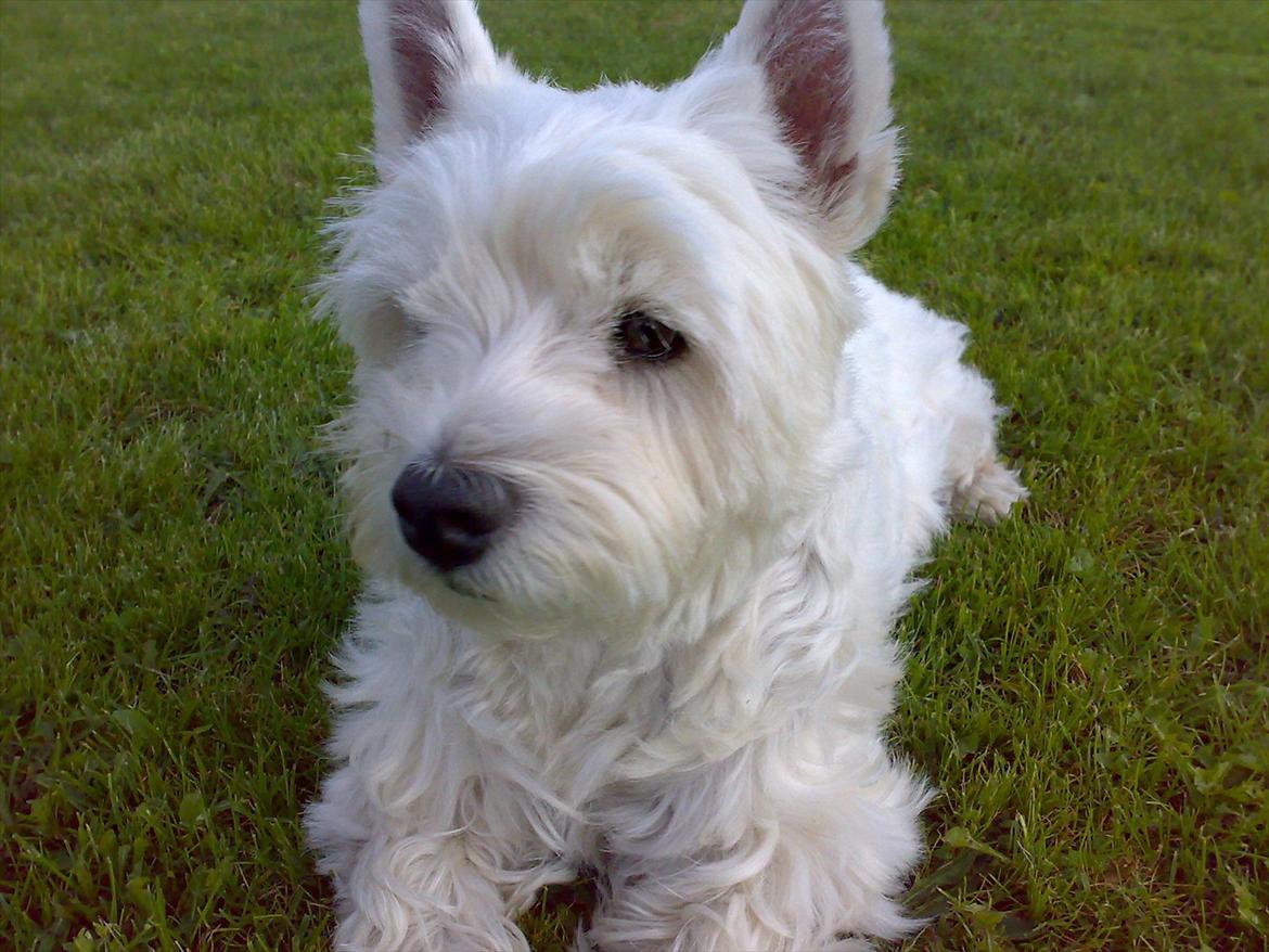 West highland white terrier Molly billede 15