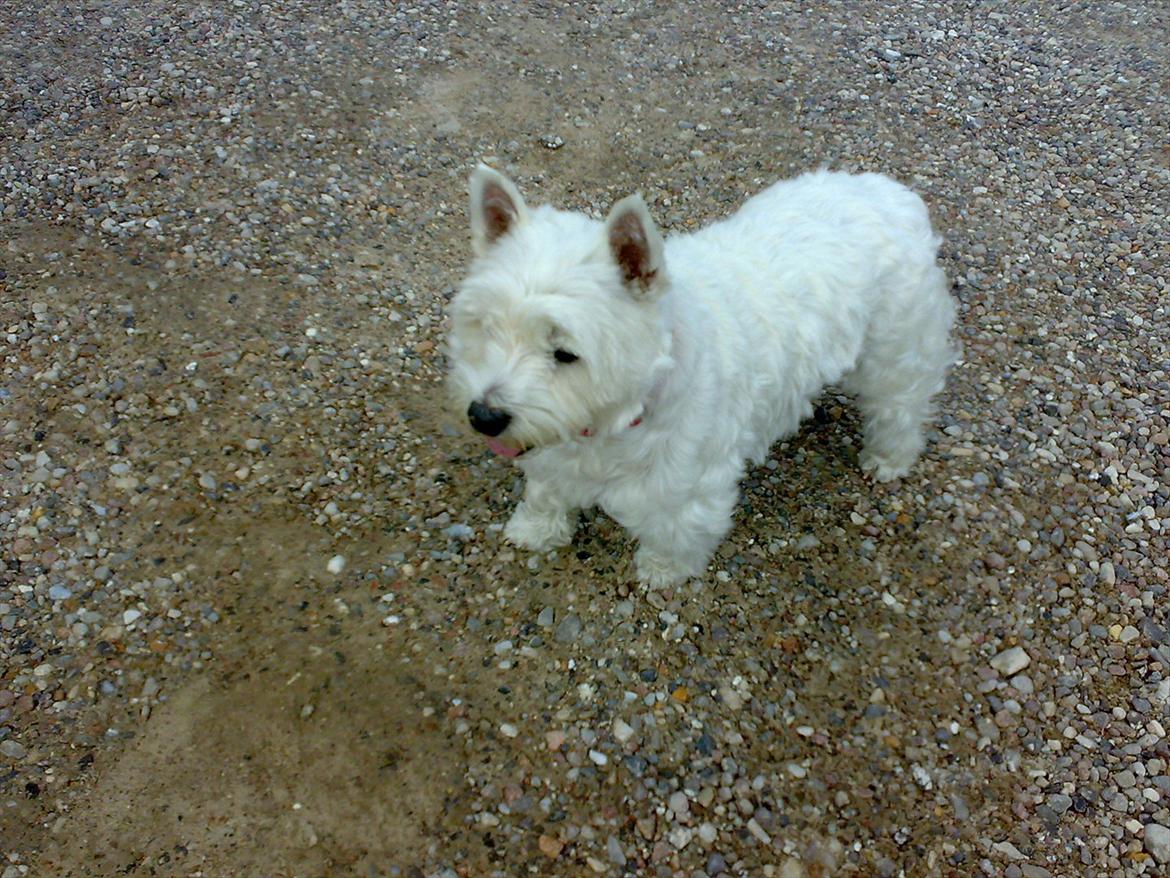 West highland white terrier Molly billede 16