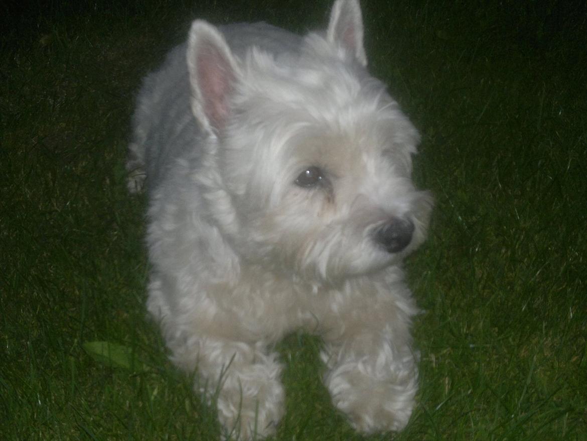 West highland white terrier Molly billede 17