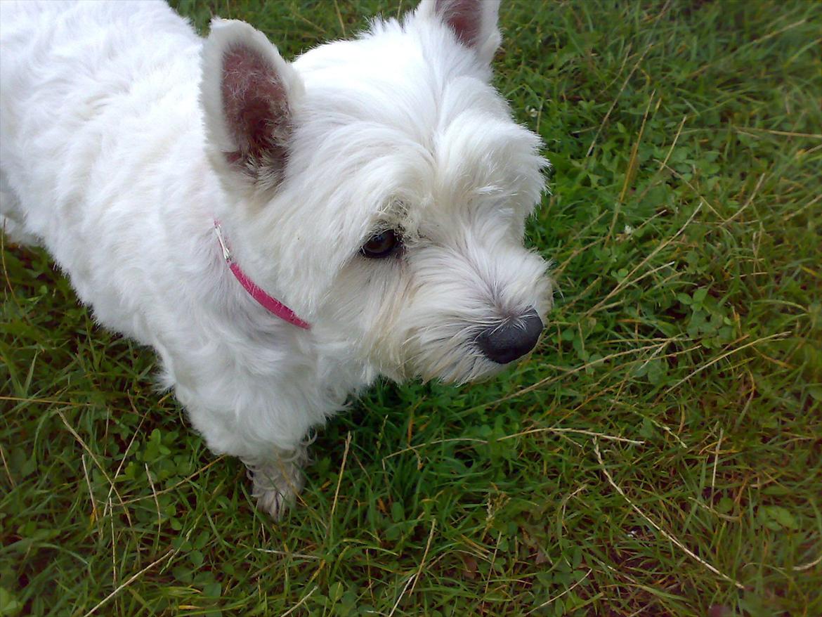 West highland white terrier Molly billede 18