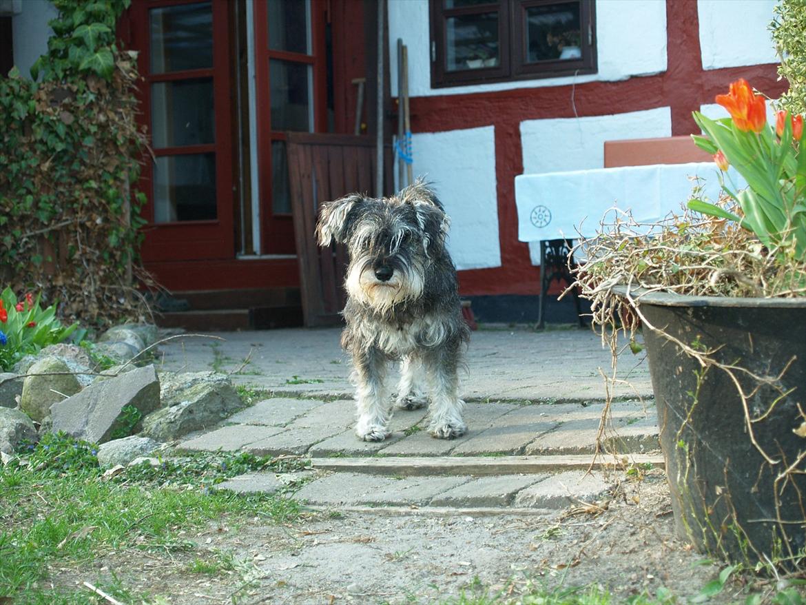 Dvaergschnauzer Silver <33 ~miin elskede dreng ~ billede 10