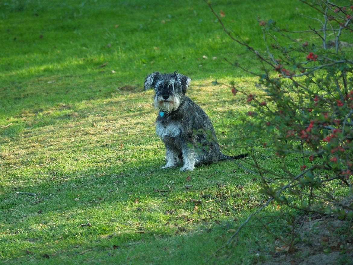 Dvaergschnauzer Silver <33 ~miin elskede dreng ~ billede 11