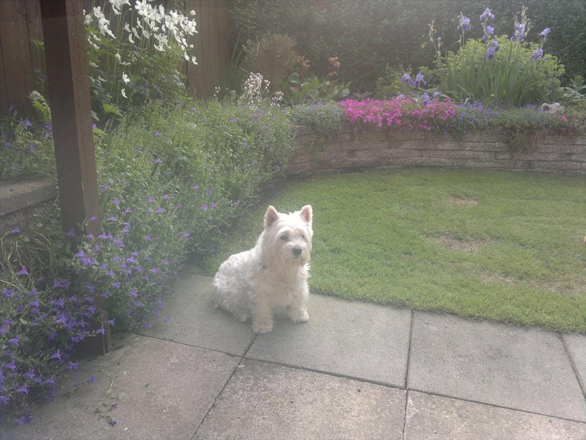 West highland white terrier Molly billede 20