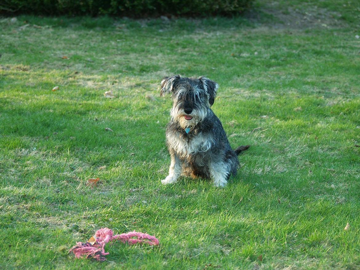 Dvaergschnauzer Silver <33 ~miin elskede dreng ~ billede 12